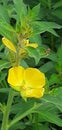 Clotariya plant with flower yellow noce Royalty Free Stock Photo