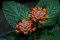 Cloth of Gold Flowers Lantana camara Verbenaceae