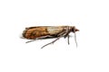 Cloth moth macro Royalty Free Stock Photo