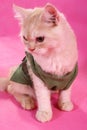 Clothed cat Royalty Free Stock Photo