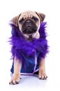 Clothed pug looking at the camera Royalty Free Stock Photo