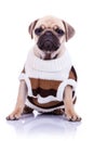 Clothed pug puppy dog sitting Royalty Free Stock Photo