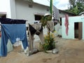 Clothes drying in a courtyard in india, Karnataka