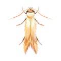 Clothes moth, macro of insect. Pest control. Royalty Free Stock Photo