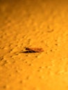 Clothes moth Tineola bisselliella - sitting on the wall at night, illuminated by an outdoor lamp Royalty Free Stock Photo