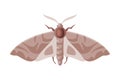 Clothes Moth Winged Insect, Pest Control and Extermination Concept Vector Illustration on White Background