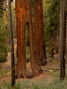 Clothes Pin Tree In Mariposa Grove Royalty Free Stock Photo