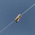 Clothespin on the cord. Royalty Free Stock Photo