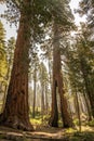 Clothespin tree at Mariposa grove in Yosemite Royalty Free Stock Photo