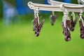 Clothespins for drying wet and washed clothes Royalty Free Stock Photo