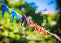 Clothespins on a rope Royalty Free Stock Photo