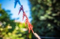 Clothespins on a rope