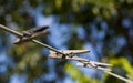 Clothespins in a row