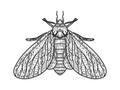 Clothing moth sketch vector illustration