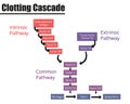 The Clotting Cascade Labeled Diagram.