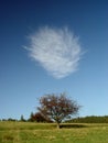 Cloud above lonely tree in summer at the apex of the green hill Royalty Free Stock Photo