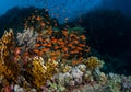 Clouds of colourful fish on the reef in Egypt