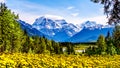 Cloud Blanket over Mount Robson, the highest mountain in the Canadian Rockies Royalty Free Stock Photo