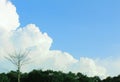 Cloud blue sky and dead tree