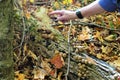 Release of puffball fungi spores with tap from hand