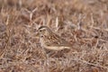 Cloud Cisticola