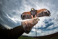 Cloud and dark sky with a bird of prey falconer glove Royalty Free Stock Photo