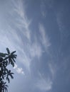 Cloud flying in the rainy season, fresh and natural pattern plant
