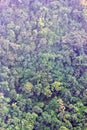 Cloud forest on the central plateau of Sri Lanka, top view