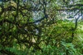 Cloud forest covering Maderas volcano on Ometepe island, Nicarag Royalty Free Stock Photo