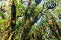 Cloud forest covering Maderas volcano on Ometepe island, Nicarag Royalty Free Stock Photo