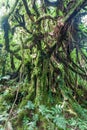 Cloud forest covering Maderas volcano on Ometepe island, Nicarag Royalty Free Stock Photo