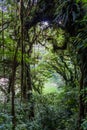 Cloud forest covering Maderas volcano on Ometepe island, Nicarag Royalty Free Stock Photo