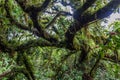 Cloud forest covering Maderas volcano on Ometepe island, Nicarag