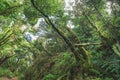 Cloud forest, magical laurel tree forest, Anaga Tenerife