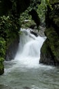 Cloud forest, Mindo, Ecuador, Pacific Coast Jungle, Ecuadorian Pacific Jungle Royalty Free Stock Photo