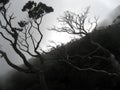 Cloud forest mount kinabalu borneo