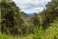The cloud forest Royalty Free Stock Photo