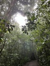 Cloud forest of Reserva Biologica Bosque Nuboso Monteverde, Costa Rica Royalty Free Stock Photo