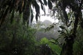 Cloud forest of Reserva Biologica Bosque Nuboso Monteverde, Costa Rica