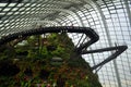 Cloud forest walkway- Gardens by the bay