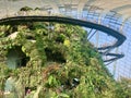 Cloud forest walkway in the worldÃ¢â¬â¢s largest greenhouse in Gardens by the bay, Singapore