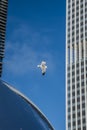 Chicago Bean Millennium Park Skyline and seagull Royalty Free Stock Photo