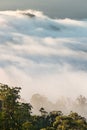 Cloud inversion above Gondwana rainforests in Australia