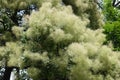 Cloud like flowers of smokebush in June Royalty Free Stock Photo