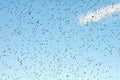 Cloud of mosquitoes Royalty Free Stock Photo