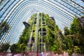 Cloud Mountain in Cloud Forest Dome