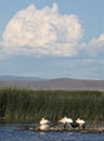 Cloud Over Pelicans Marsh Royalty Free Stock Photo