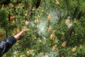 Cloud of pollen from a pine tree Royalty Free Stock Photo
