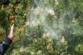 Cloud of pollen from a pine tree Royalty Free Stock Photo