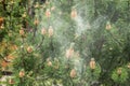 Cloud of pollen from a pine tree